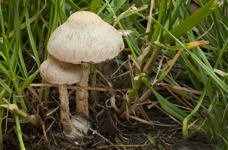 Pholiota gummosa